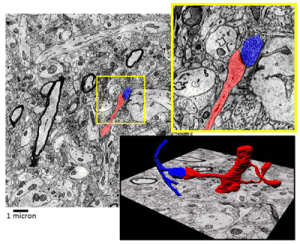 Brain Preservation Foundation
