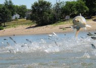 This June 13, 2012, photo shows an Asian carp, jolted by an electric current from a research boat, jumping from the Illinois River near Havana, Ill.  Scientists at a network of field stations on the Mississippi and Illinois rivers are using electric currents to stun fish so they can be scooped up and examined. Researchers have been monitoring fish populations on the rivers for many years and now are looking for evidence that native species are being affected by the arrival of invasive Asian carp. (AP Photo/John Flesher)