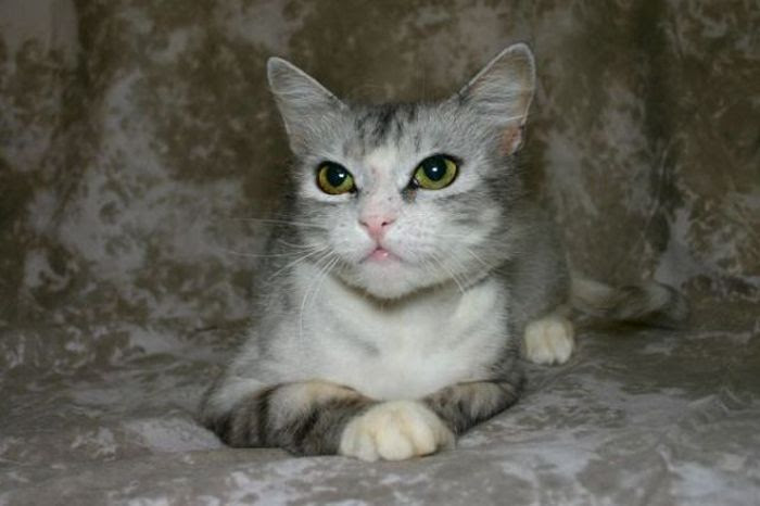 Amazing Cats' Transformations (26 pics) Amazing Cats' Transformations (26 pics)