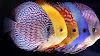 Ikan yang Cocok untuk Aquascape Aquarium