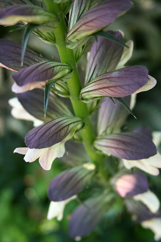 acanthus spinosus bracts