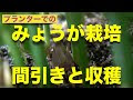 最高のコレクション みょうが 植え替え 140225-ミョウガ 植え替え 秋
