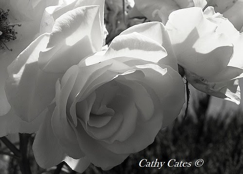 30 of 52 Blooms b&w-W