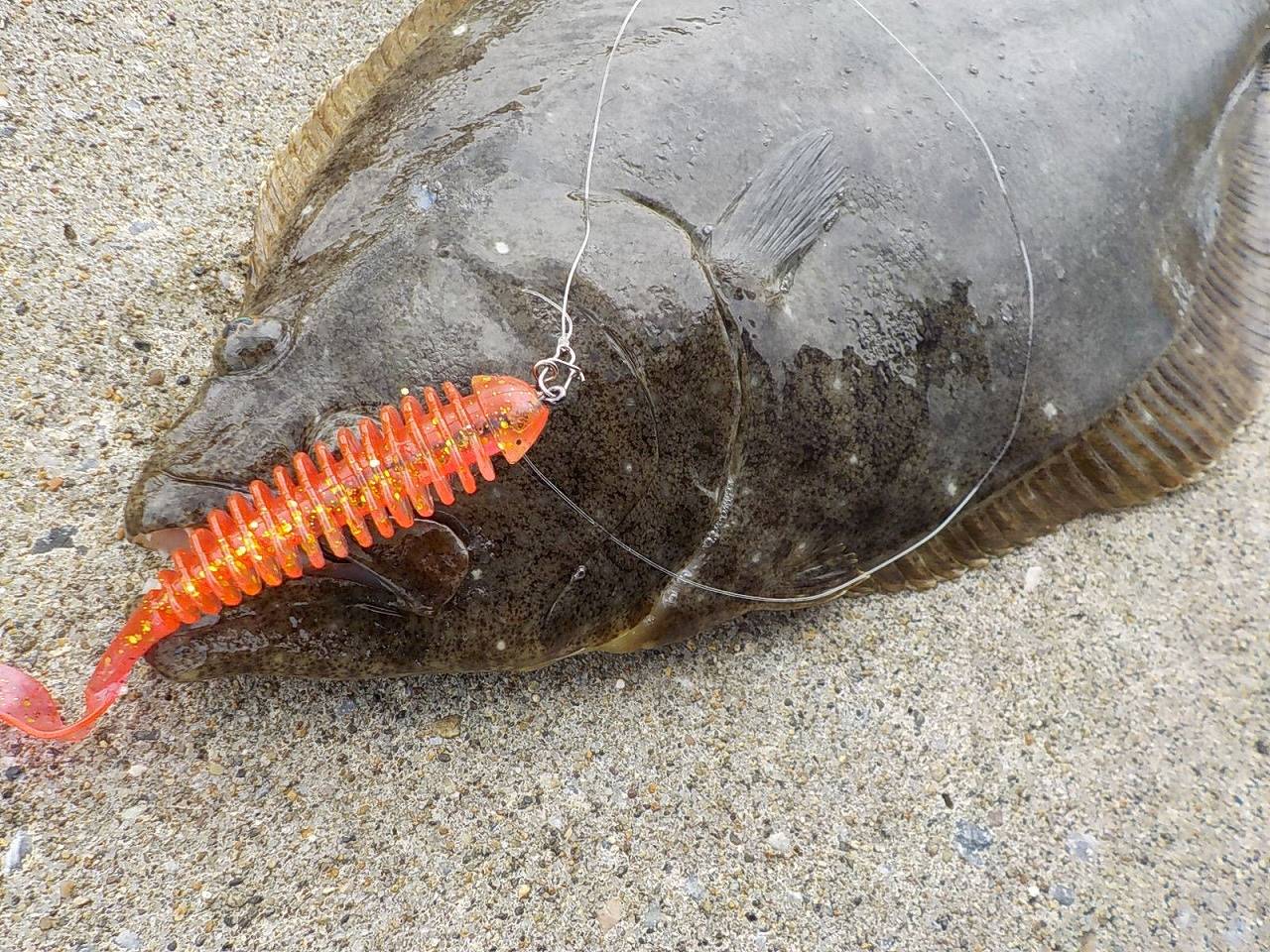 ヒラメが簡単に釣れるオススメ仕掛け ダウンショットリグ 3 8で釣ろう