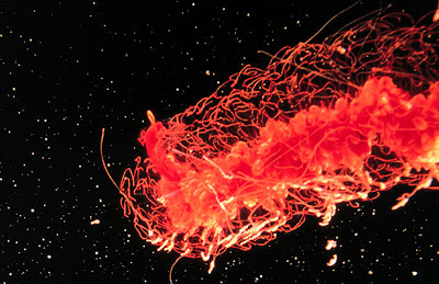 Physonect siphonophores