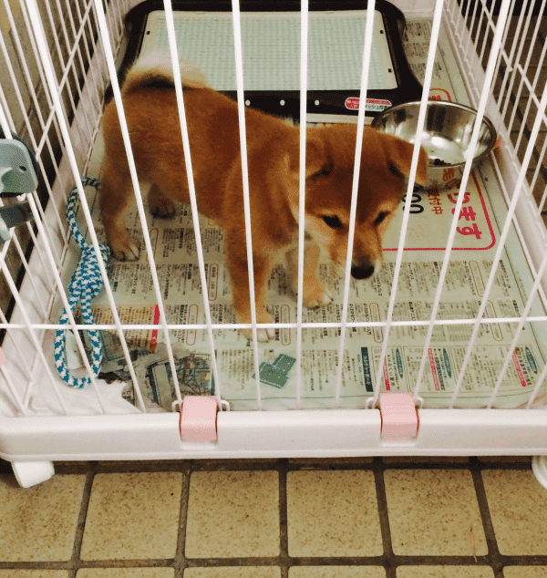 柴犬ぽとてのお家 ぽてと 柴犬ブログ