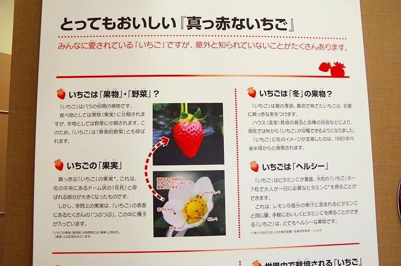 旅154日目 14 09 08 いちごは果物 野菜どっちだッ アキラの自転車日本一周補完計画