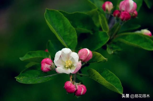 蘋果古代叫柰 林檎 頻婆果等 其歷史演變過程非常有趣 每日頭條