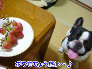 犬にブドウはダメ フレンチブルドッグ文太部長のロハスな毎日