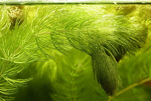 水草ノート イギリスマツモのクローズアップ 細くなった葉