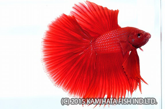 品種 ベタ 神畑養魚株式会社