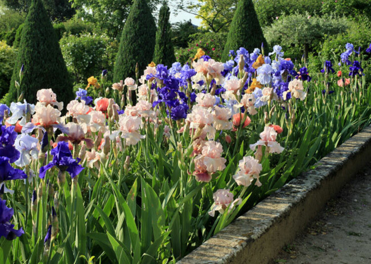 L’été est la bonne période pour diviser et planter les iris - Jardin La Bonne Maison – E. Brenckle Rustica