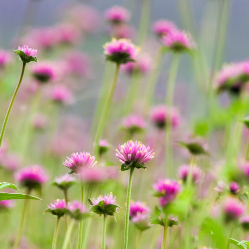 淡い恋と共に センニチコウ フラワーストーリー スタッフブログ パクスデザイニング