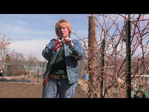 video-linktoworks-HOW TO VIDEO: PRUNING GRAPES