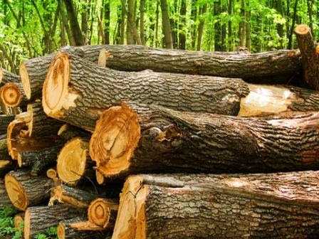 Firewood Types - Oak