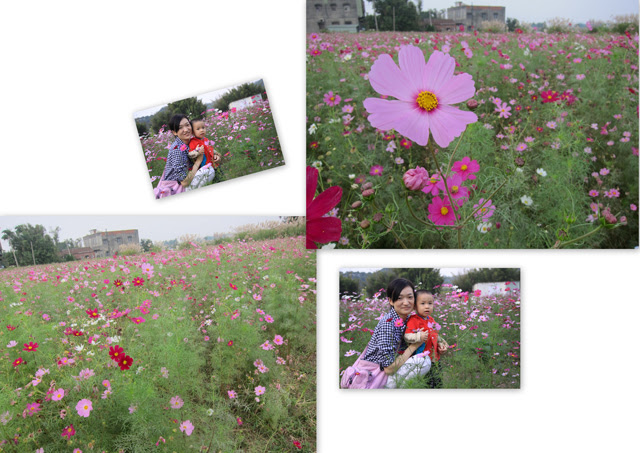 蘆竹花海9