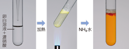 天然高分子化合物 タンパク質と核酸