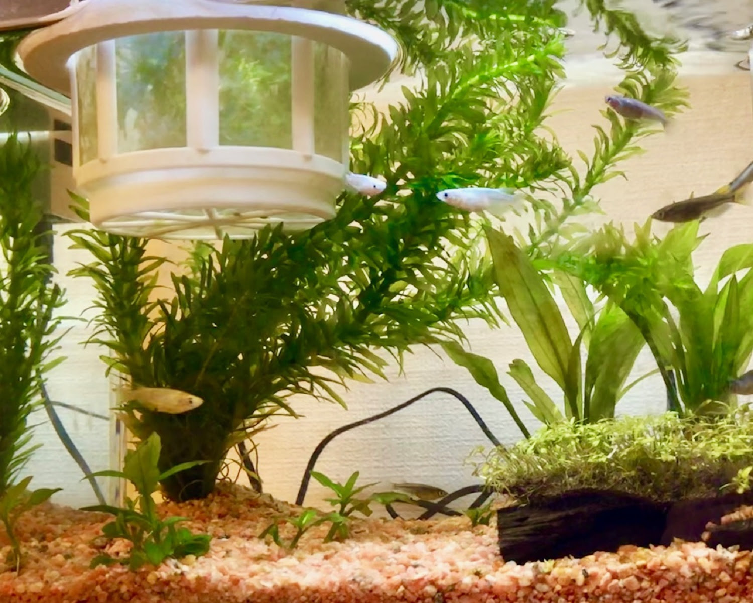 ようこそメダカちゃん えこ便