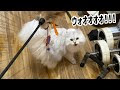 √1000以上 モンプチ チンチラ ペルシャ 猫 112523
