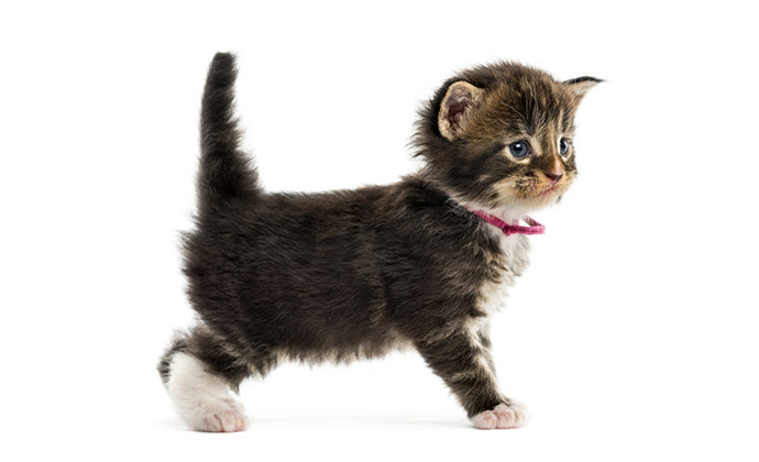 猫のしっぽでキモチが分かる まとめて解説