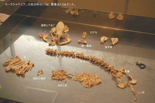 ペットと供に ペットと供に