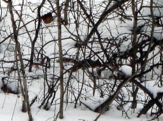 Shinshu Ikimono Club