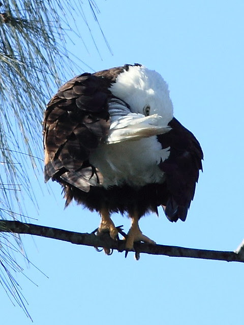 Bald Eagle preening 2-20121207