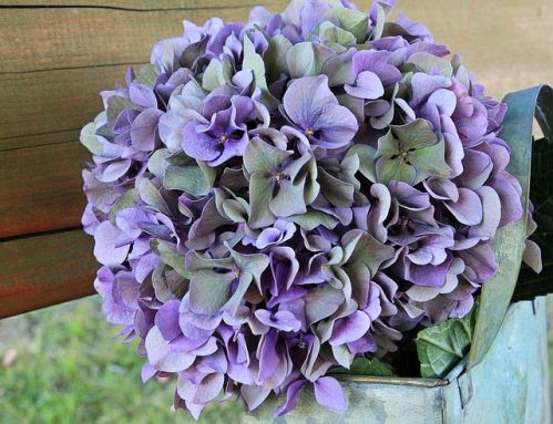紫陽花のドライフラワーを作ろう 簡単にアレンジできる秘訣とは ニッポン百識