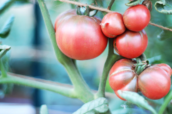 tomatoes galore