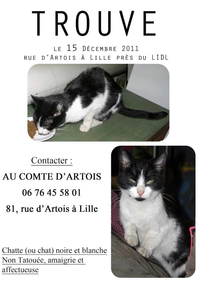 Modele Affiche Pour Chat Perdu