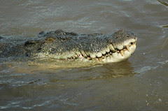 Crocodile