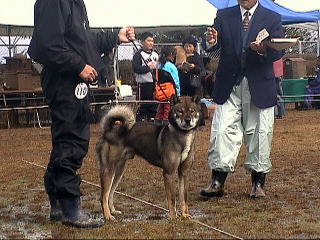 日本犬保存会 展覧会 四国犬