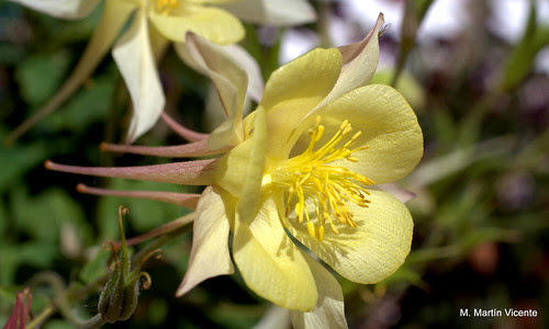Unas flores