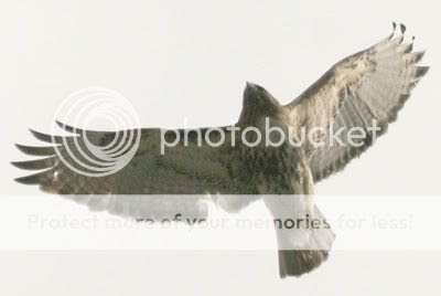 Image hosting by Photobucket