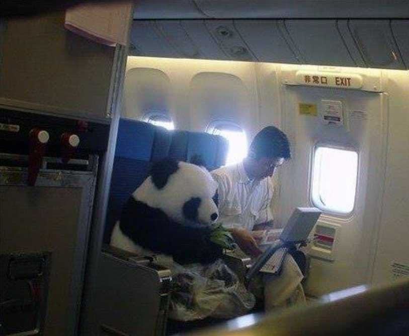 Because China: Panda Bully on China Airways