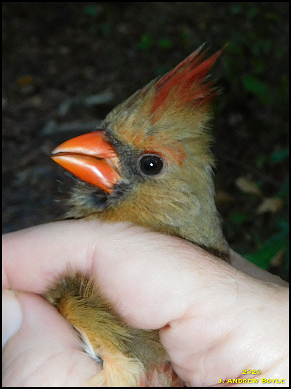 Northern Cardinal
