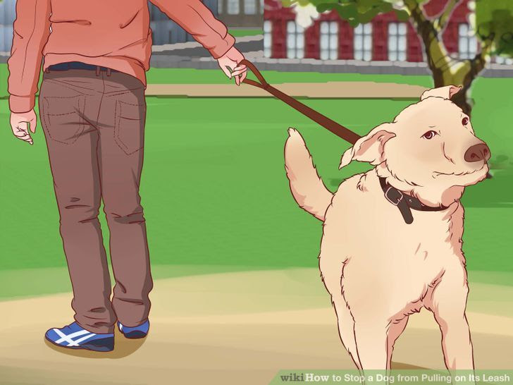 Stop a Dog from Pulling on Its Leash Step 5.jpg