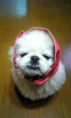 しゃくれ しゃくれ