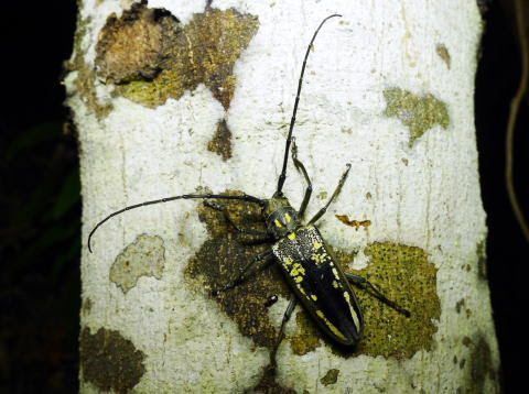 日本最大級のカミキリムシ シロスジカミキリ カミキリムシ科 Batocera Lineolata 16 8 12 富江町 繁敷 分布 本州 九州 体長 ４０ ５５ミリ 成虫の出現期 ５ ８月 体長５センチを越える 日本でもっとも大きいカミキリムシの一つ 通常は