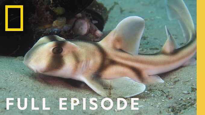 How Baby Sharks Navigate the World (Full Episode) | Baby Sharks | Travel & Tourism Video Vloggers And Reviews