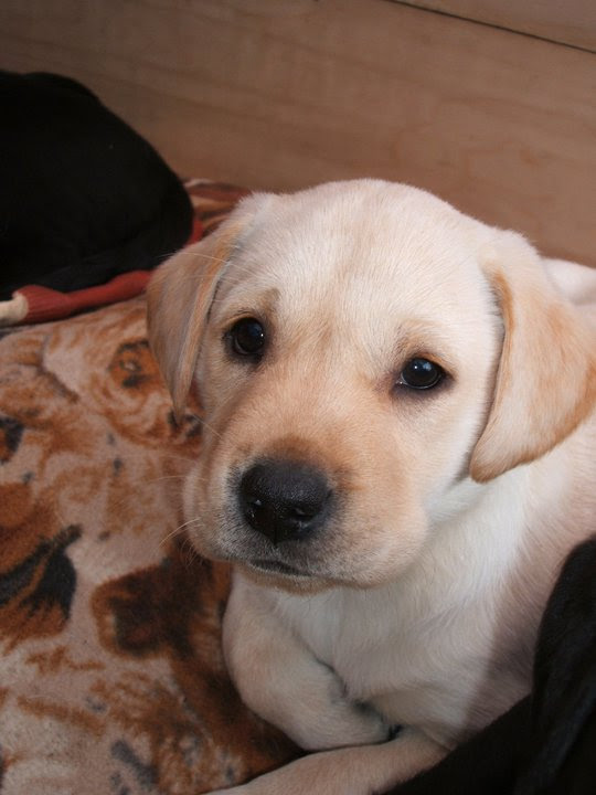 【心得】桂 雛菊 Katsura Hinagiku 61P - rabbit64421的創作 - 巴哈姆特