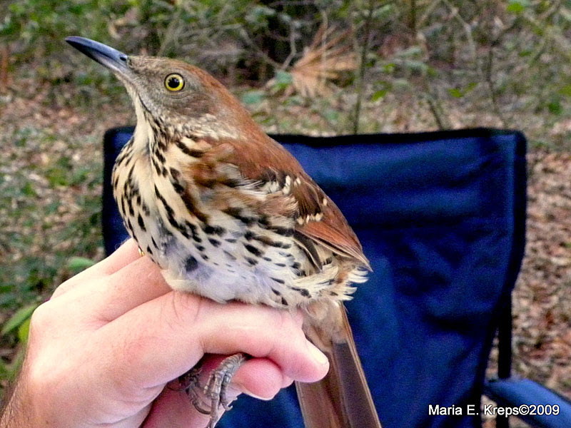 Brown Thrasher
