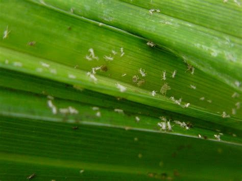 You can identify pest damage in one of two ways: W.W. Greenhouses | Solutions for plant pests and problems.