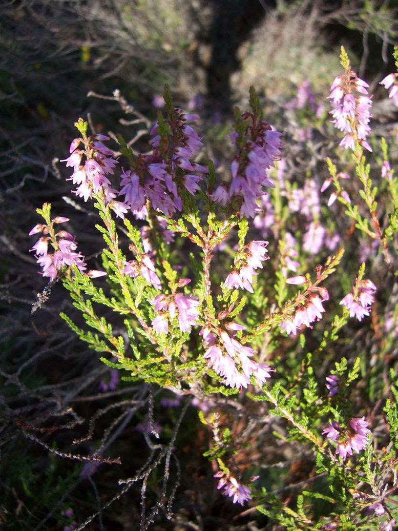 Callune ou bruyère commune - calluna vulgaris - Photo de fleur