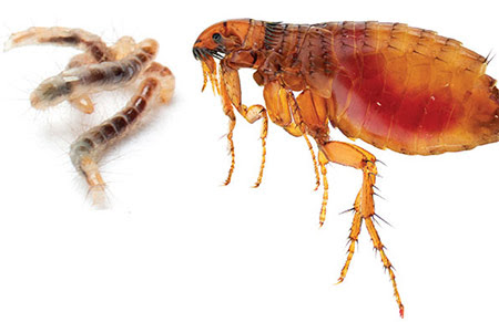 Dog Parasites American Kennel Club