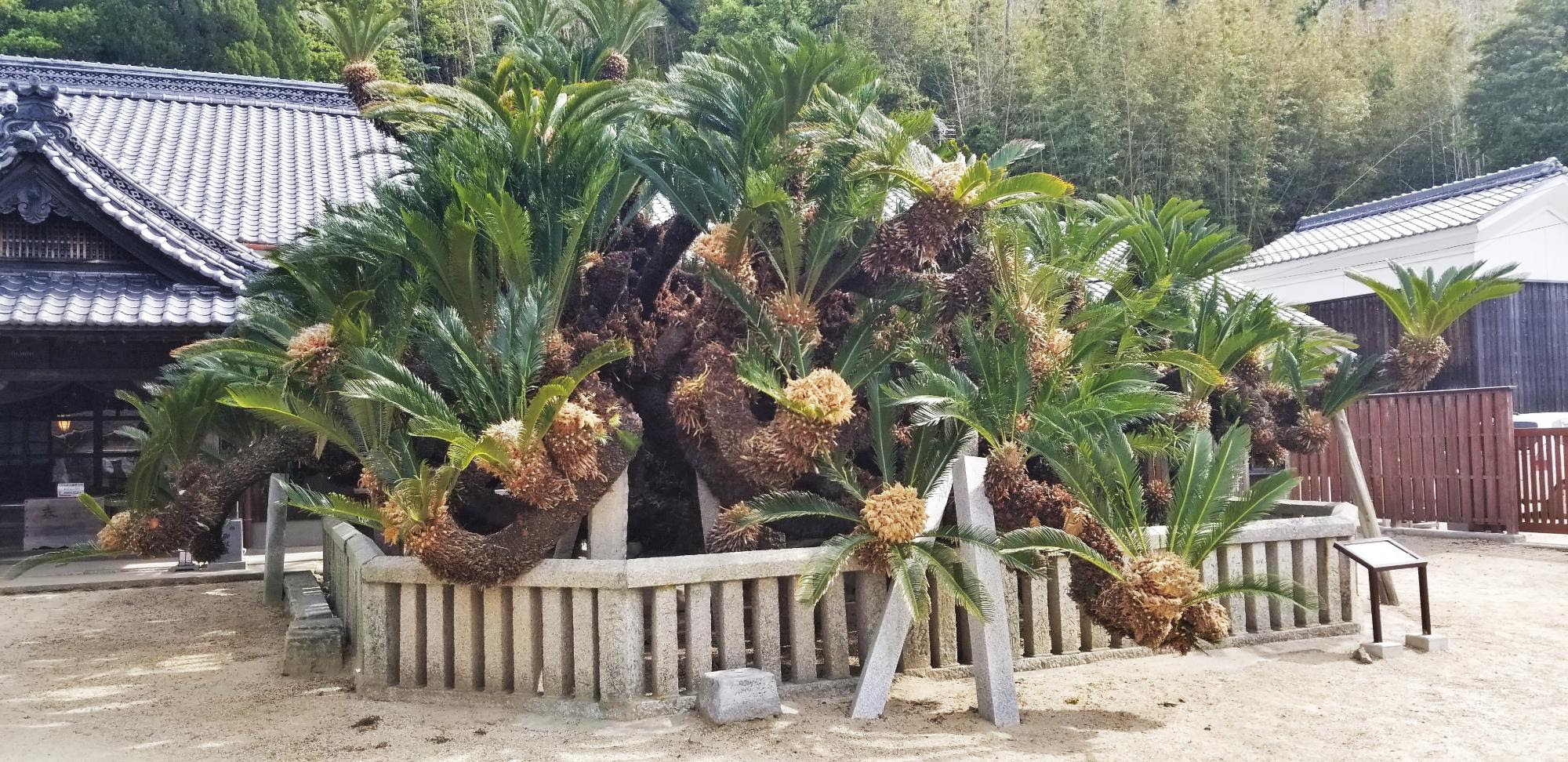 誓願寺のソテツ 国指定天然記念物 小豆島町