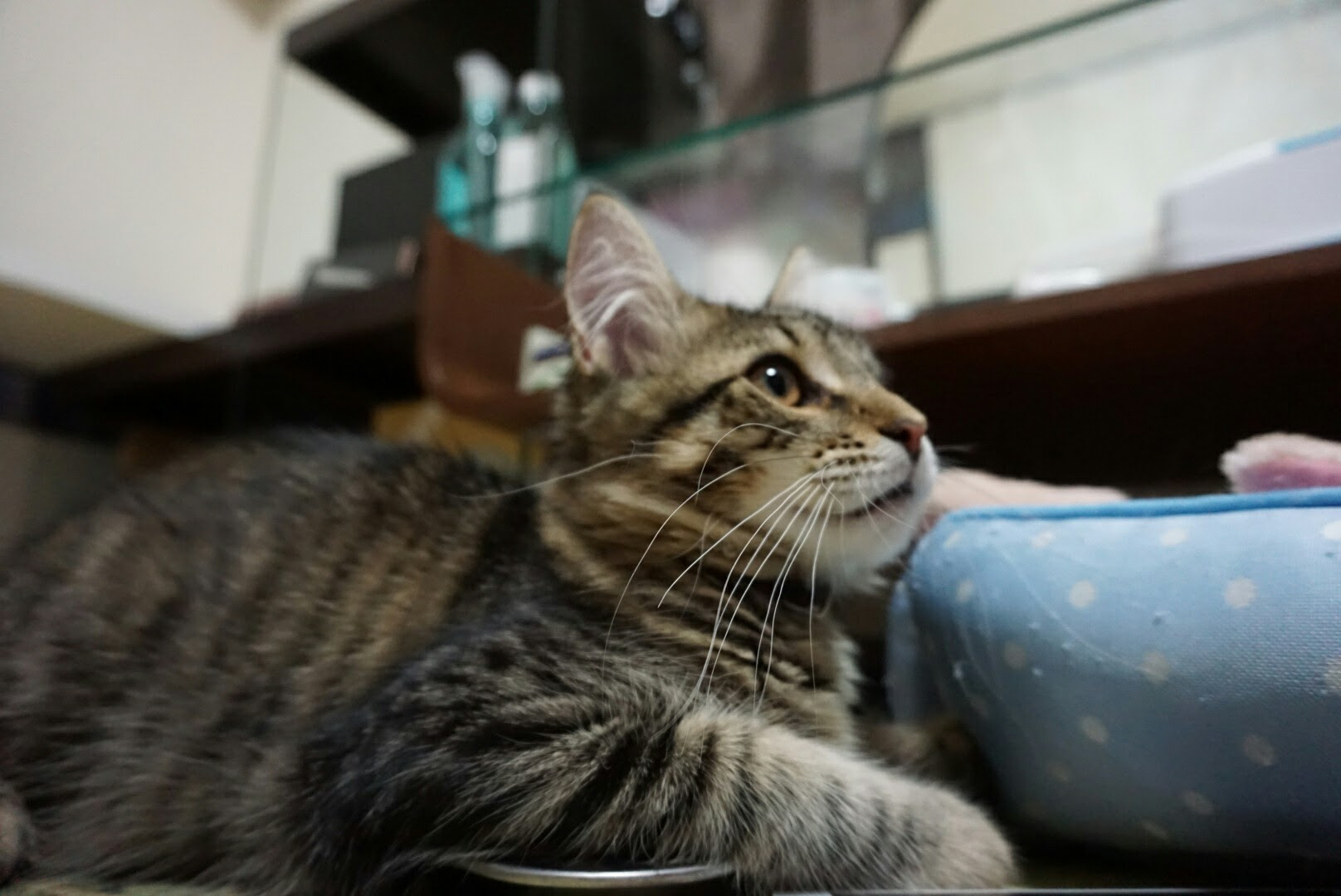 猫 アンダーショット でもイケメンすけど 優 雅 にゃるシエスタ