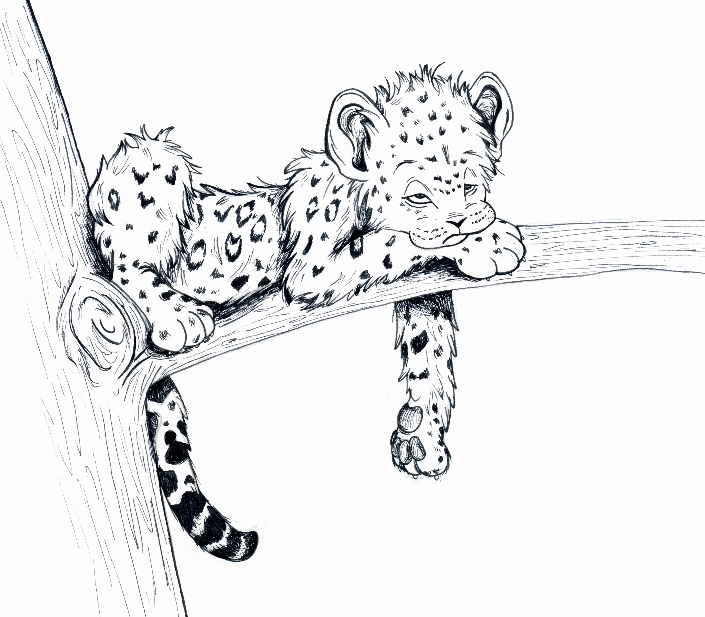 Baby Snow Leopard Drawing at GetDrawings | Free download