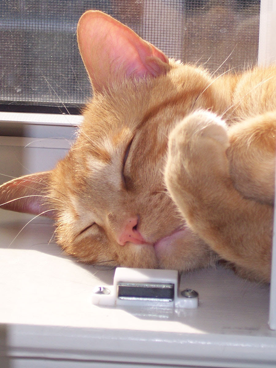 stan_napping