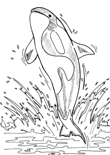 Baby Beluga Coloring Page at GetColorings.com | Free ...